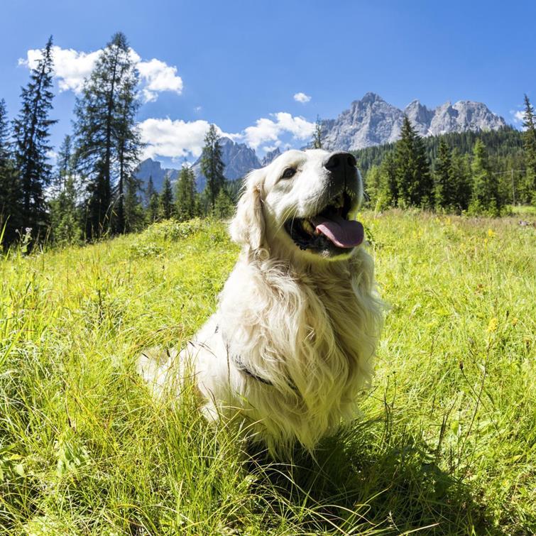 Camping mit Hund in Südtirol Urlaub für Fellnasen