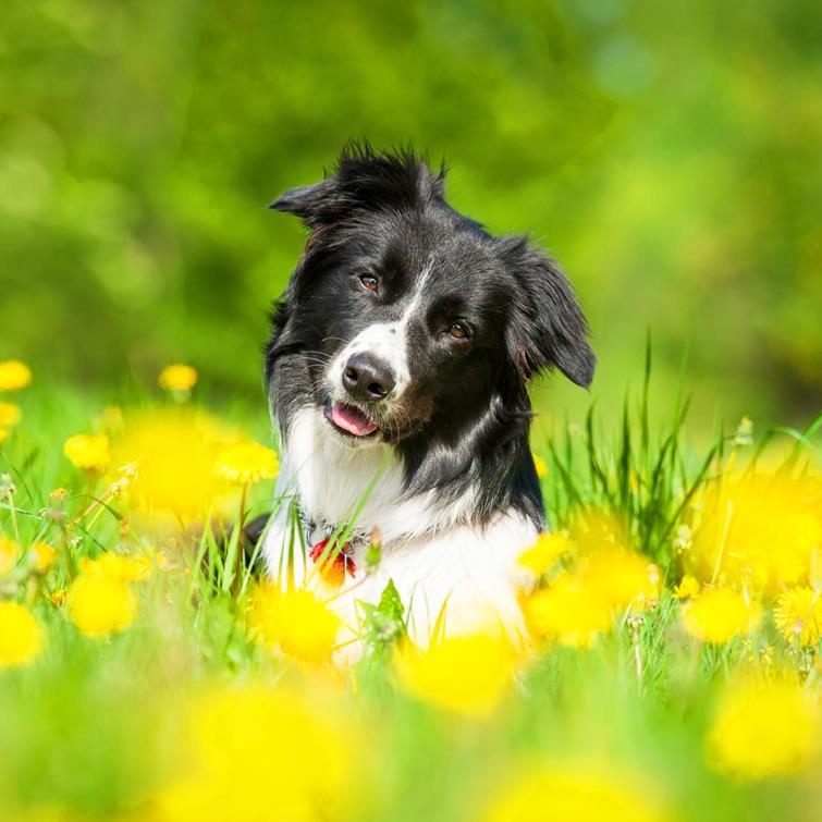 Camping mit Hund in Südtirol Caravan Park