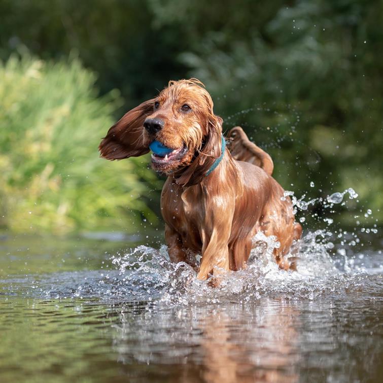 Camping mit Hund in Südtirol Caravan Park